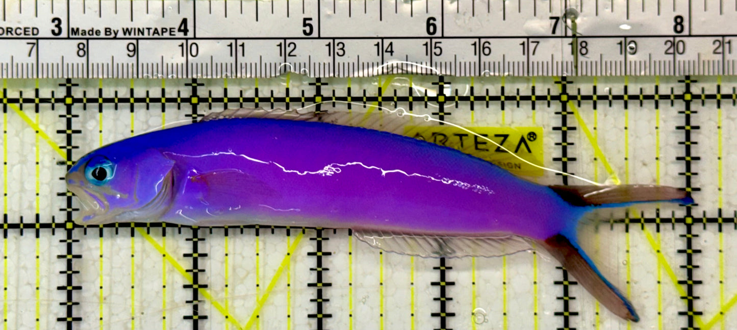 Purple Tilefish PTF051306 WYSIWYG Size: XL 5"