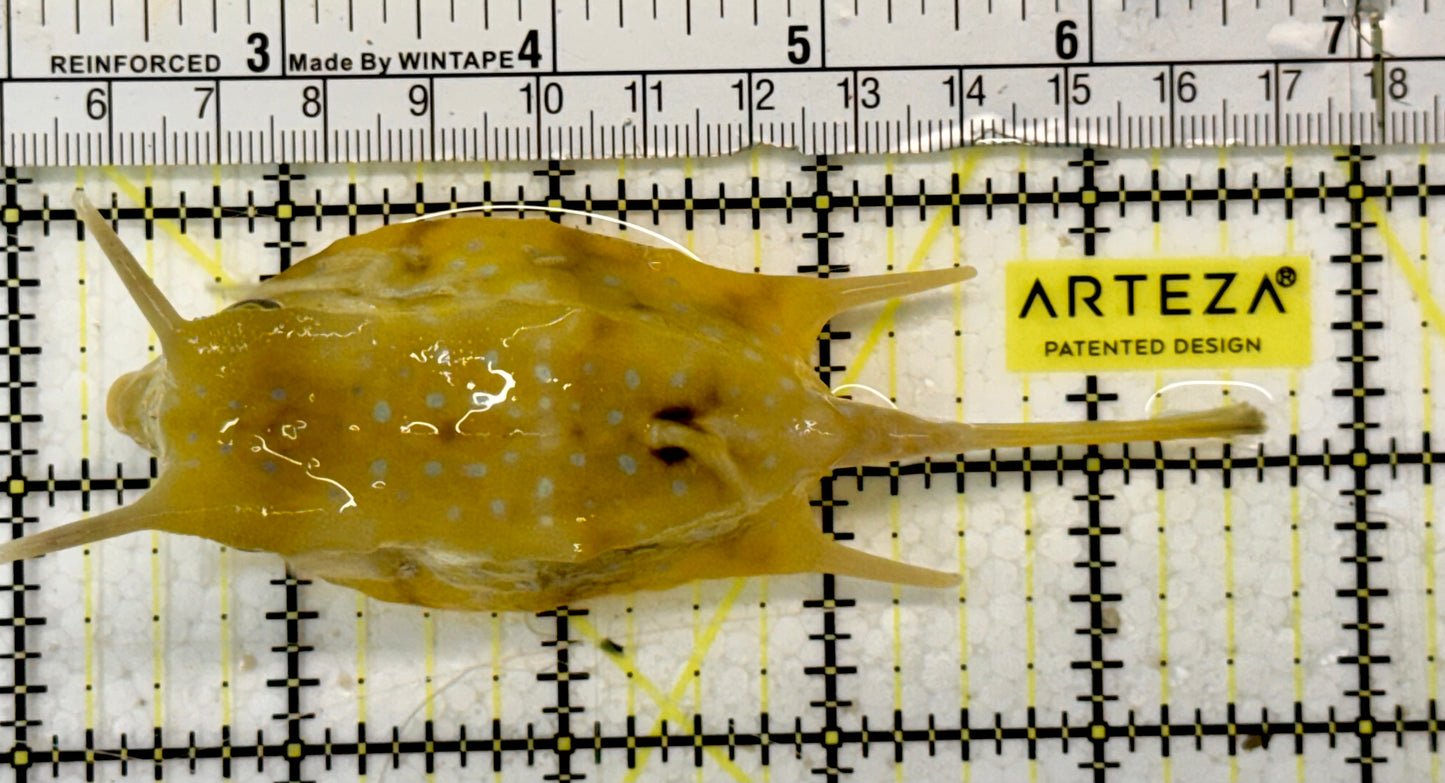Longhorn Cowfish LCF051302 WYSIWYG Size: L 4.5"