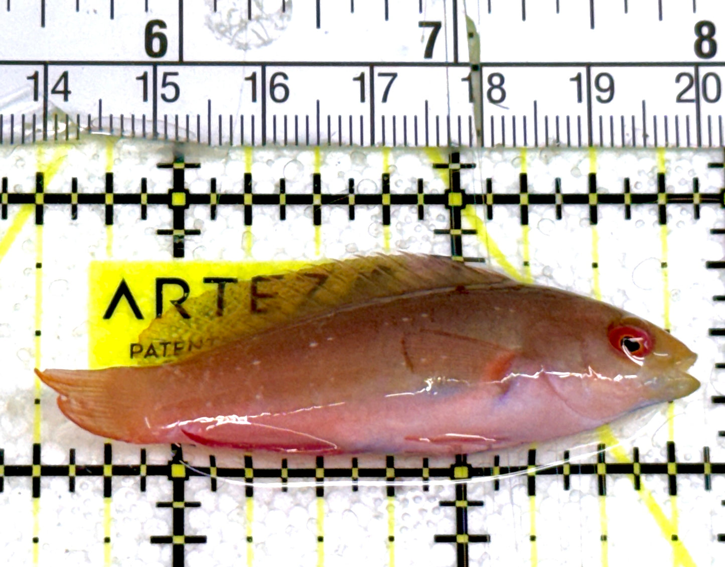 Scott's Fairy Wrasse SFW060702 WYSIWYG Size: M 2.25" approx