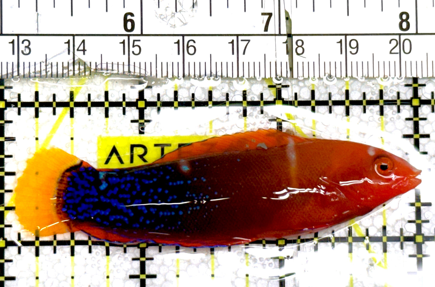 African Red Clown Coris Wrasse Adult ARCCWA060604 WYSIWYG Size: S 3" approx