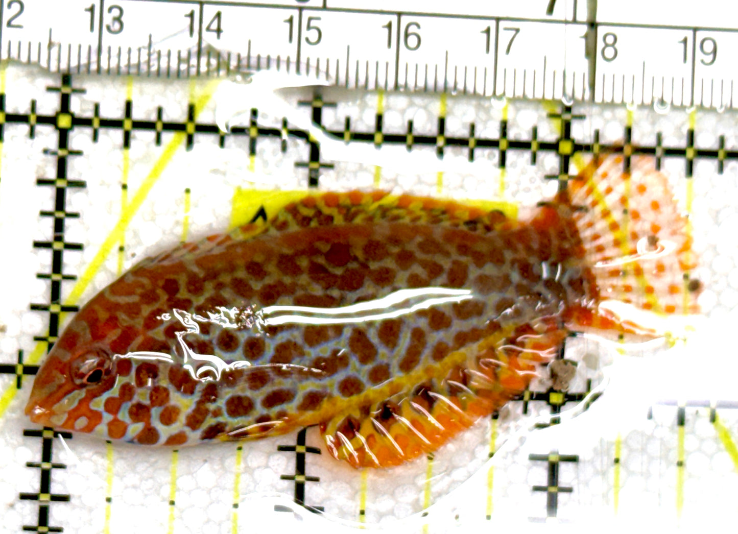 Meleagris Leopard Wrasse MLW060603 WYSIWYG Size: M 2.5" approx