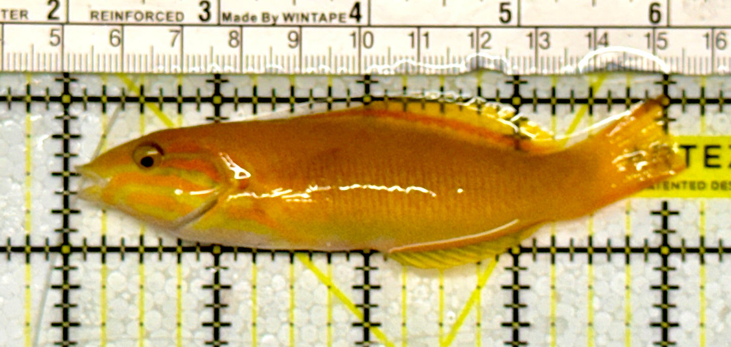 Yellow Banana Wrasse YBW051301 WYSIWYG Size: M 4"