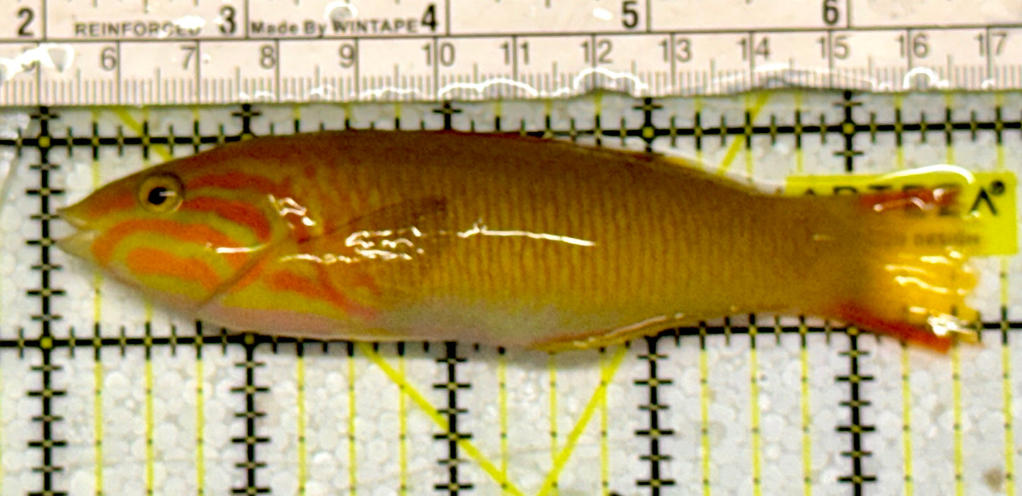 Yellow Banana Wrasse YBW051303 WYSIWYG Size: ML 4.5”