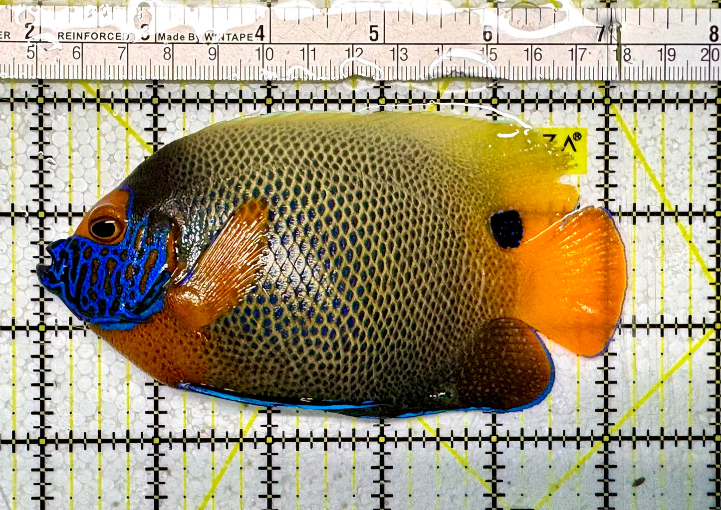 Blueface Angelfish Adult BAF051301 WYSIWYG Size: 5"