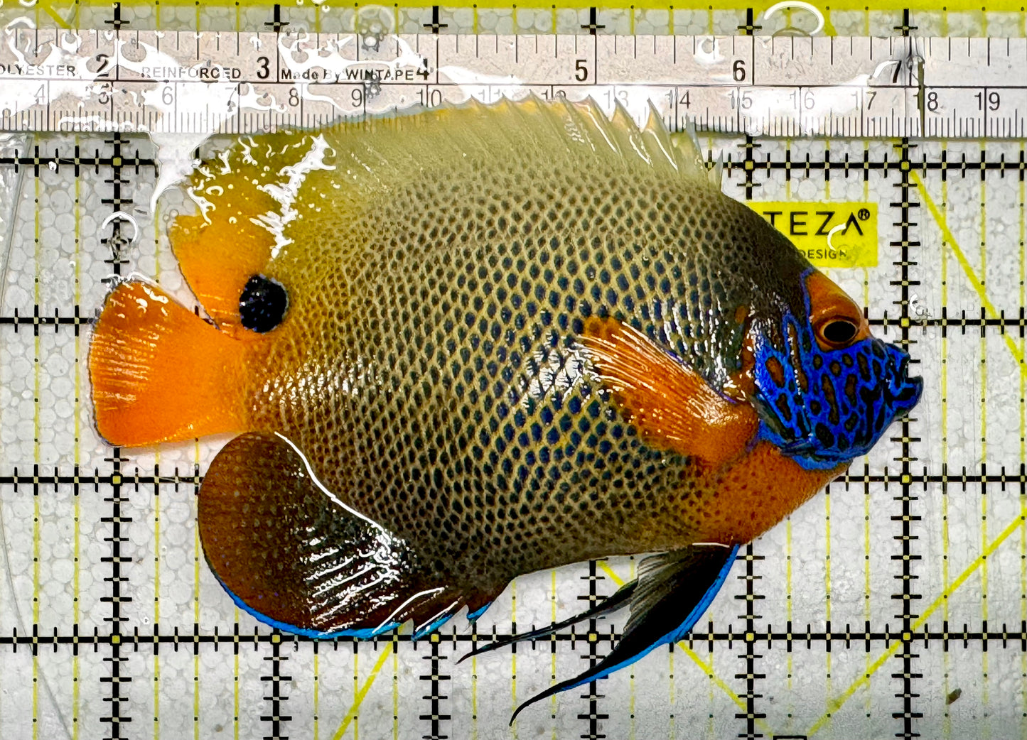Blueface Angelfish Adult BAF051301 WYSIWYG Size: 5"