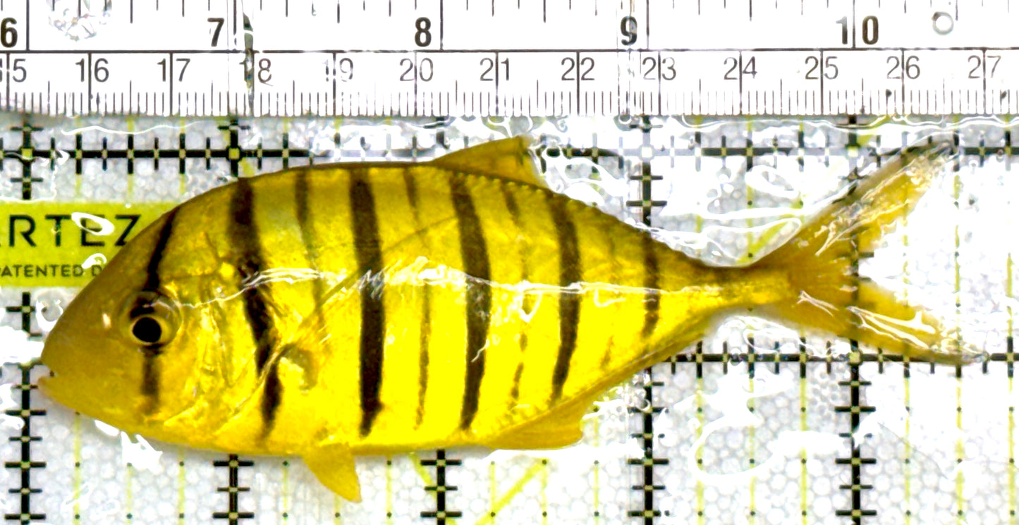 Gold Black Pilot Fish GBPF060602 WYSIWYG Size: L 4.5" approx