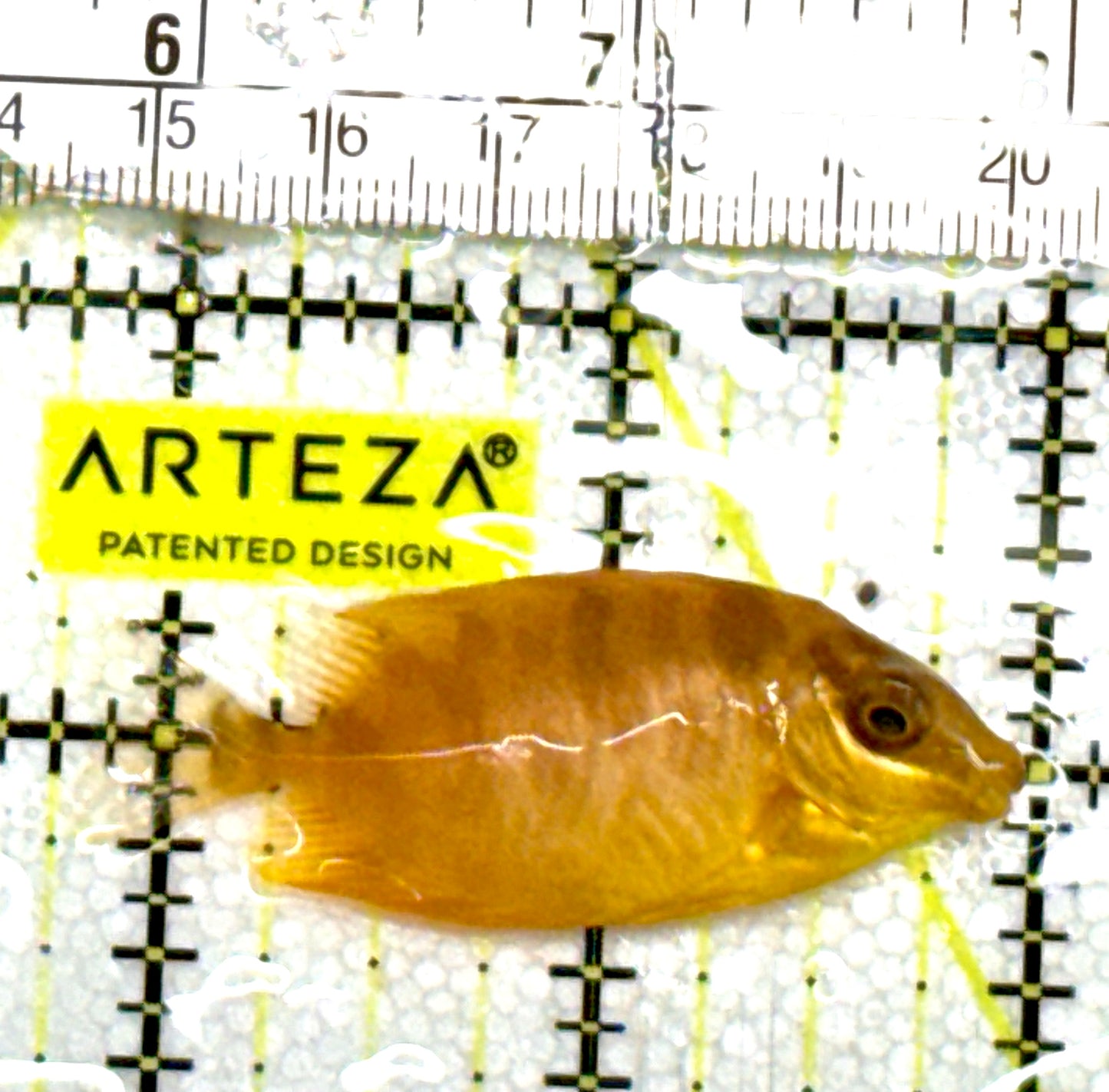 Golden Rabbitfish GR060702 WYSIWYG Size: S 2.25" approx