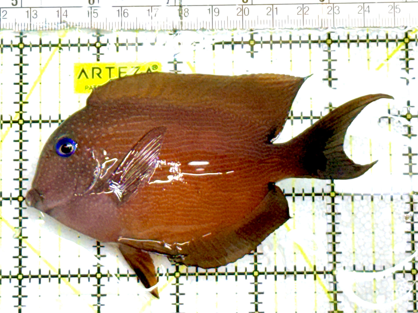 Blue Eye Kole Tang BEKT060601 WYSIWYG Size: L 4.75" approx