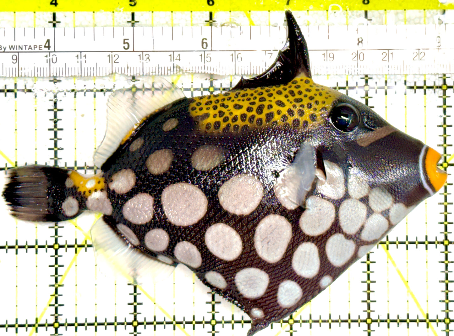 Clown Triggerfish CT060602 WYSIWYG Size: L 5.5" approx