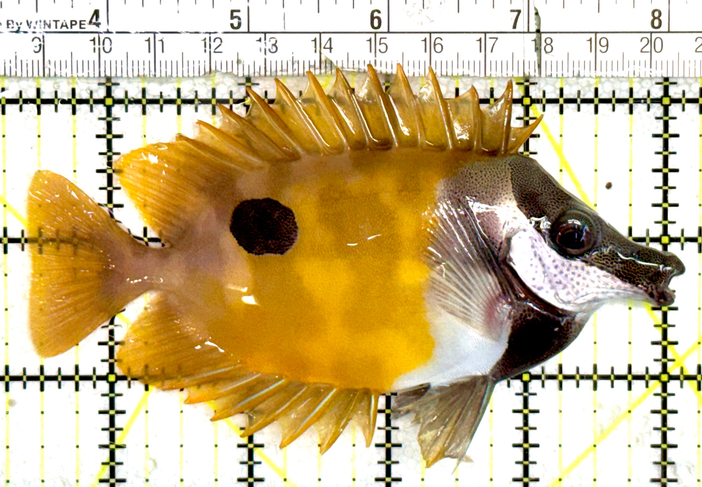 Onespot Foxface OF060602 WYSIWYG Size: L 4.75" approx
