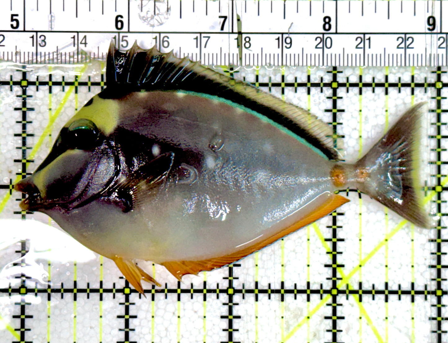 Naso Tang NT060601 WYSIWYG Size: M 4" Approx