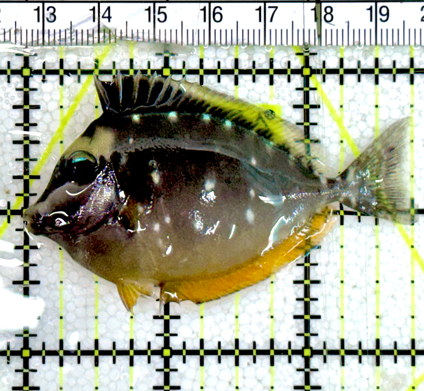 Naso Tang NT060604 WYSIWYG Size: S 2.75" Approx