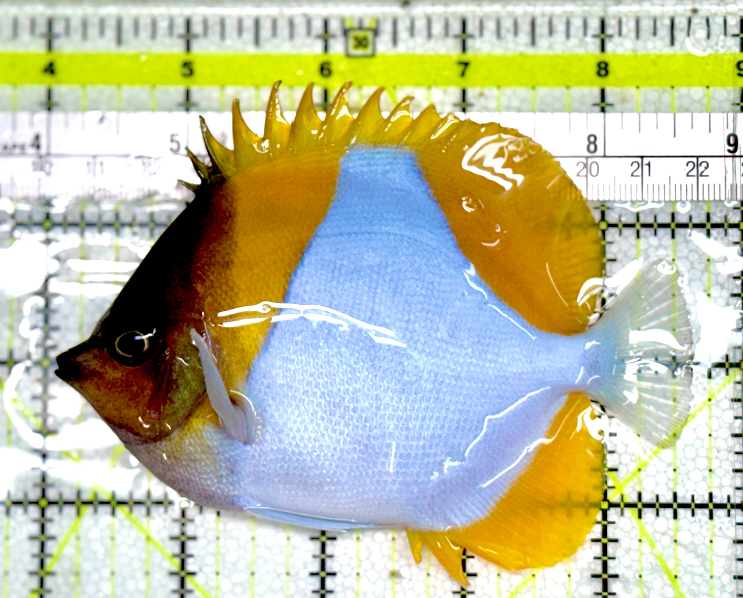 Pyramid Diamond Butterflyfish PDB060601 WYSIWYG Size: L 4.5" Approx