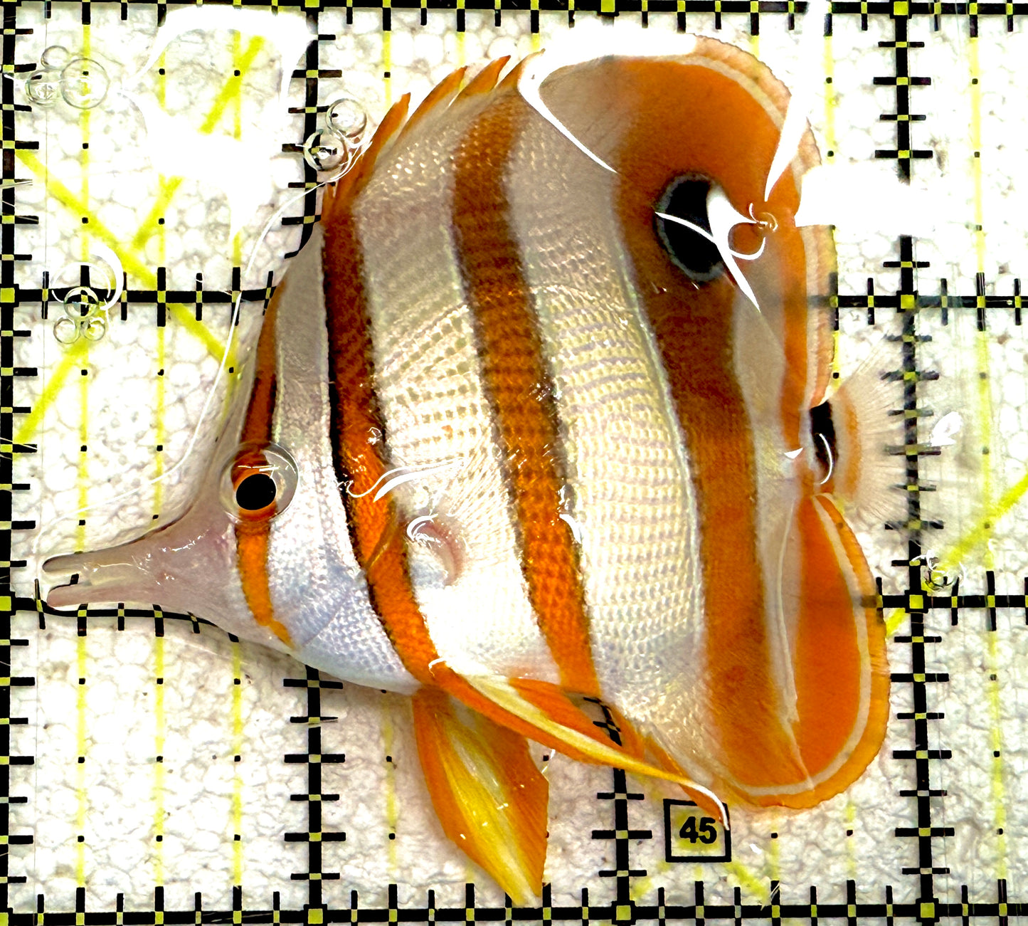 Copperband Butterflyfish CB061201 WYSIWYG Size: ML 3.25" approx