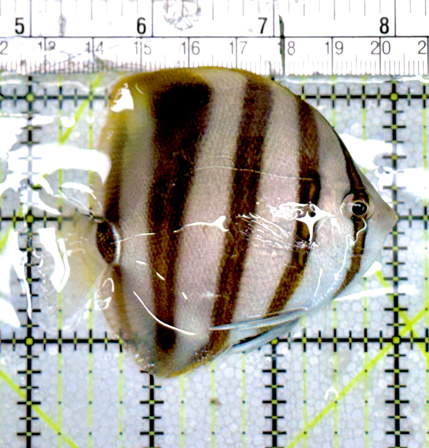 Hi Fin Coradion Butterflyfish HFCB060701 WYSIWYG Size: M 3” approx