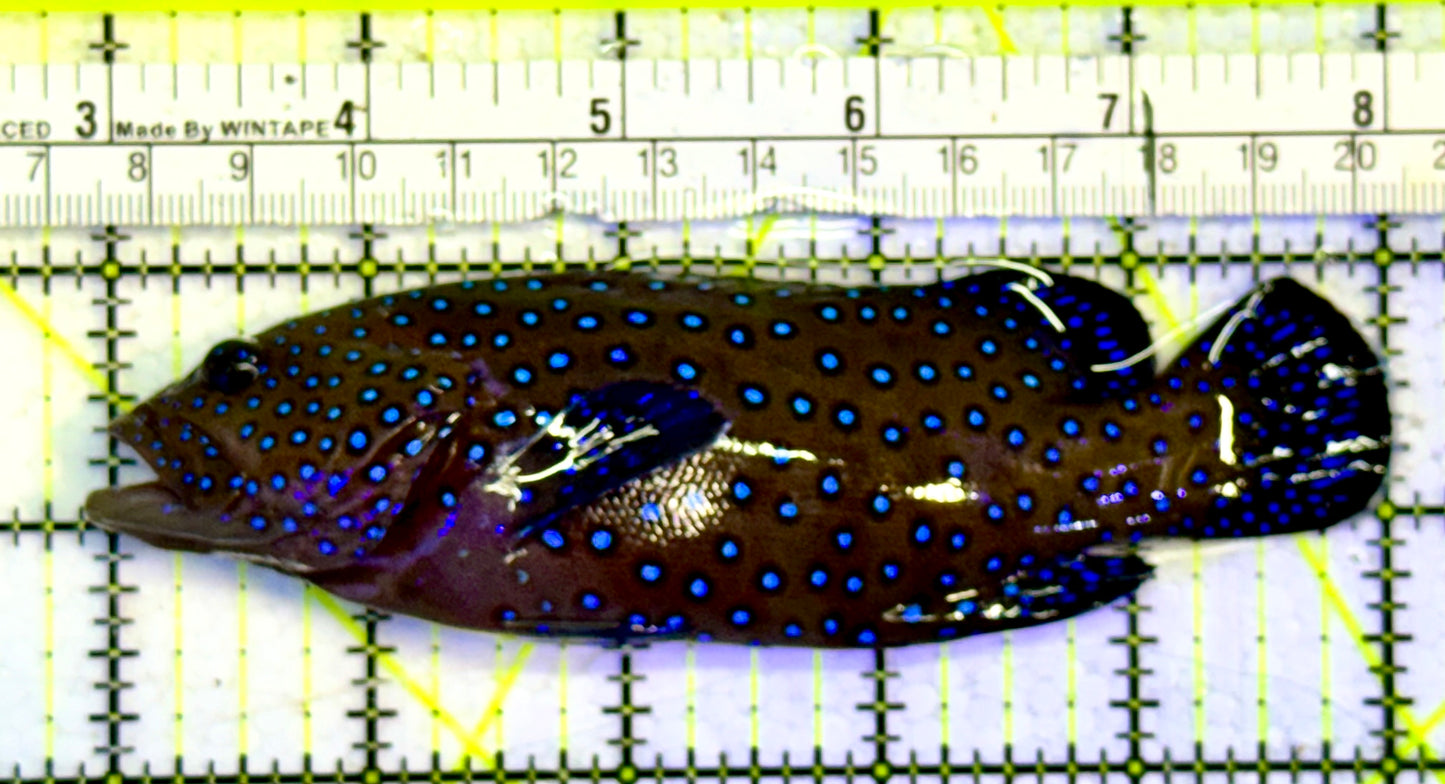 Argus Grouper AG051501 WYSIWYG Size: ML 5"