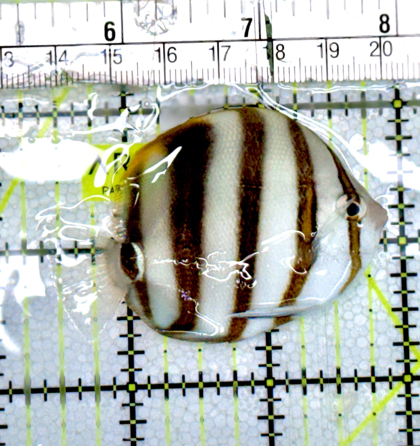 Hi Fin Coradion Butterflyfish HFCB060702 WYSIWYG Size: M 2.5” approx