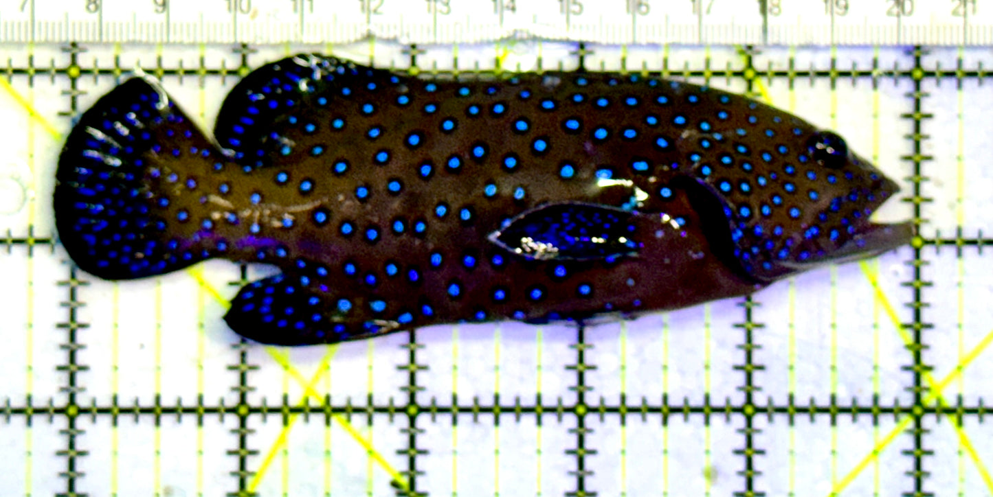 Argus Grouper AG051501 WYSIWYG Size: ML 5"