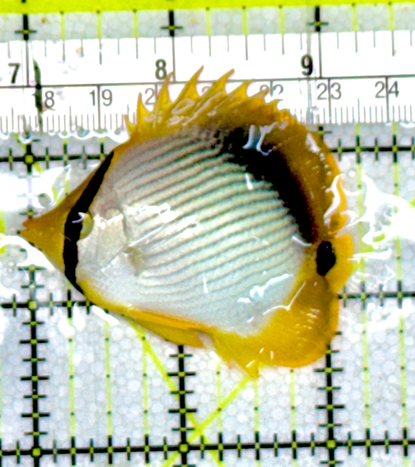 Blackback Butterflyfish BB060601 WYSIWYG Size: 2.5” approx