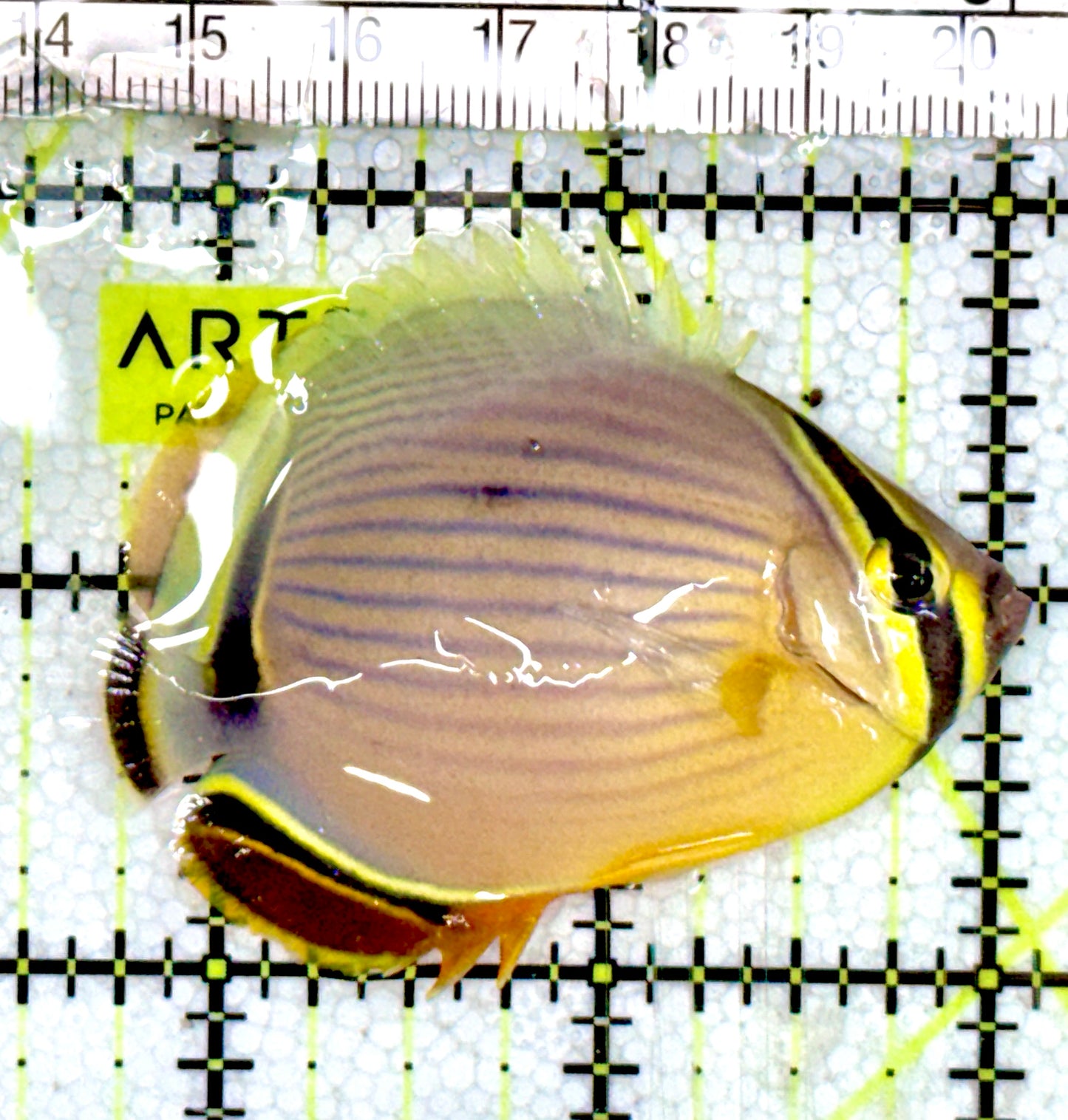 Melon Butterflyfish MB060601 WYSIWYG Size: M 2.5" approx
