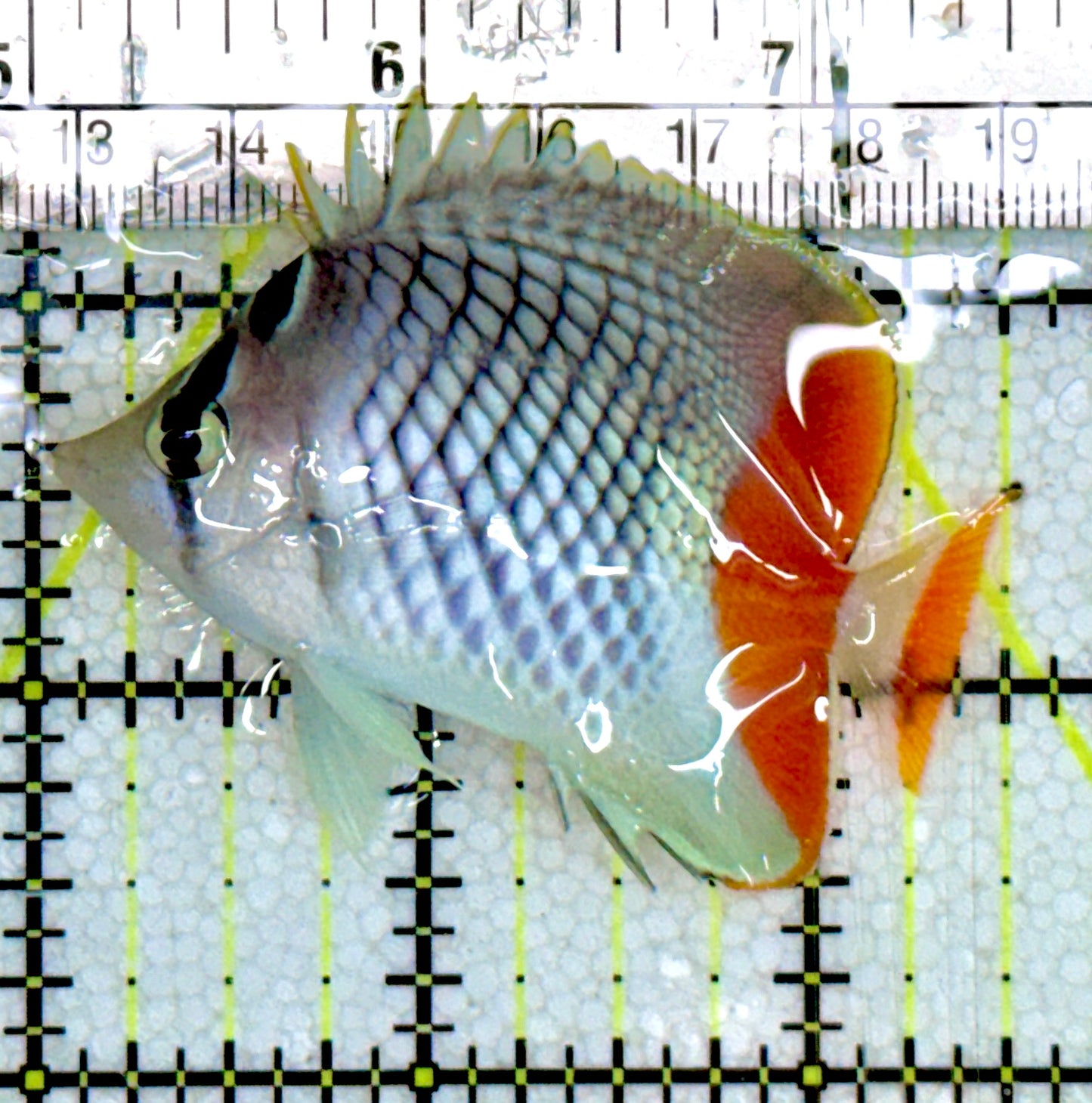 Pearlscale Butterflyfish PB060601 WYSIWYG Size S: 2.5"approx