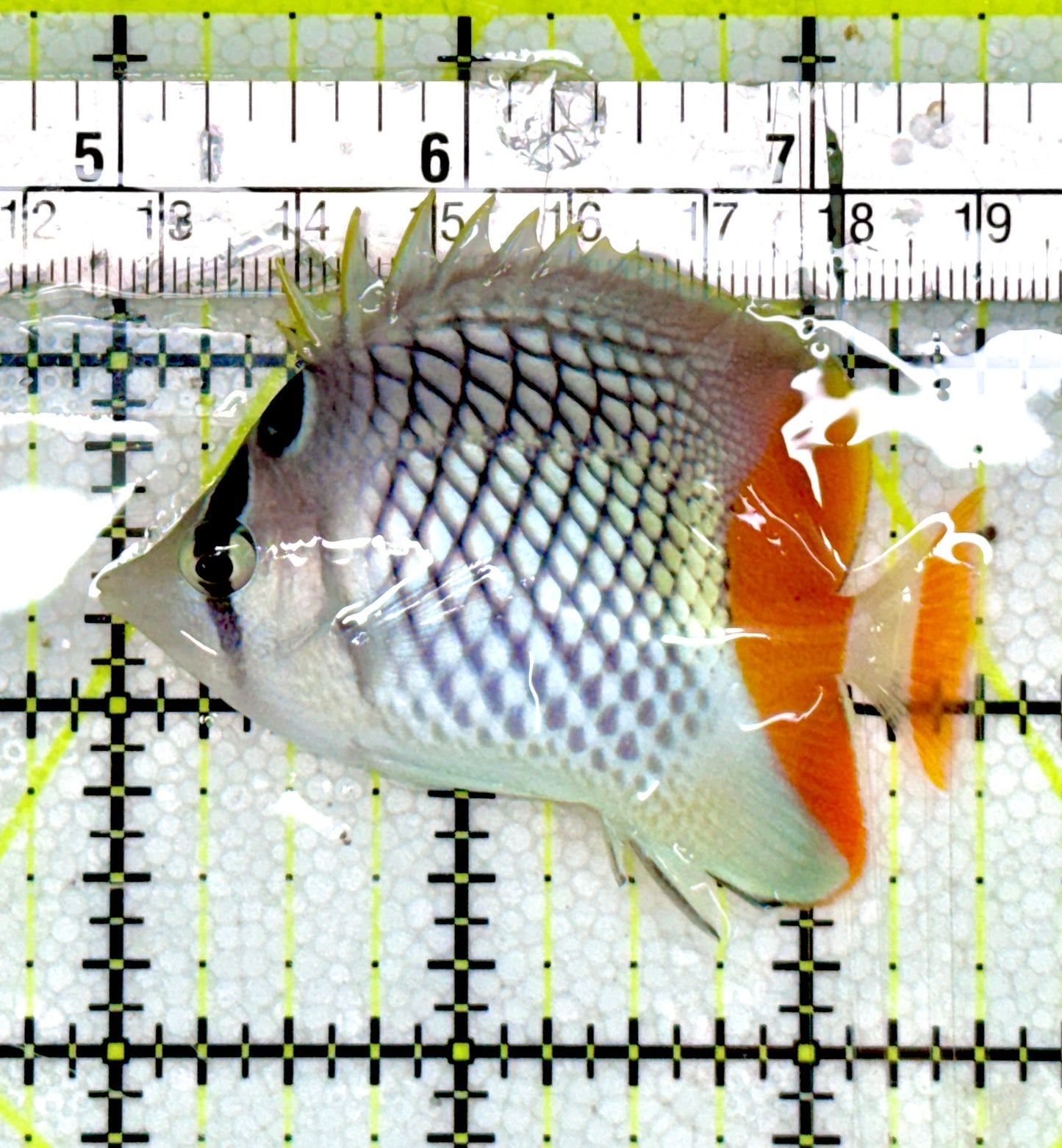 Pearlscale Butterflyfish PB060602 WYSIWYG Size S: 2.5"approx