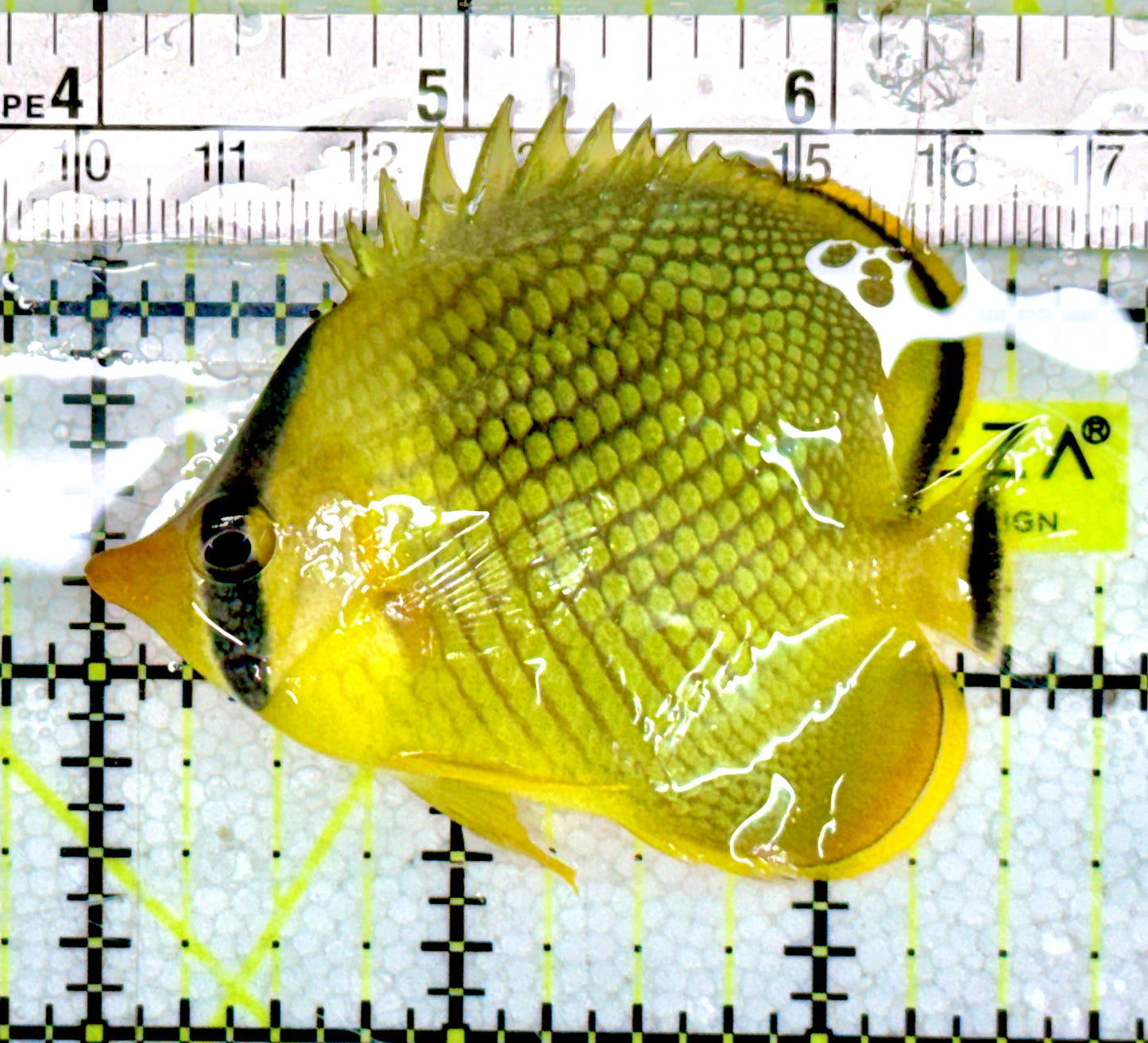 Raffle's Latticed Butterflyfish RLB060601 WYSIWYG Size: M 2.5"approx