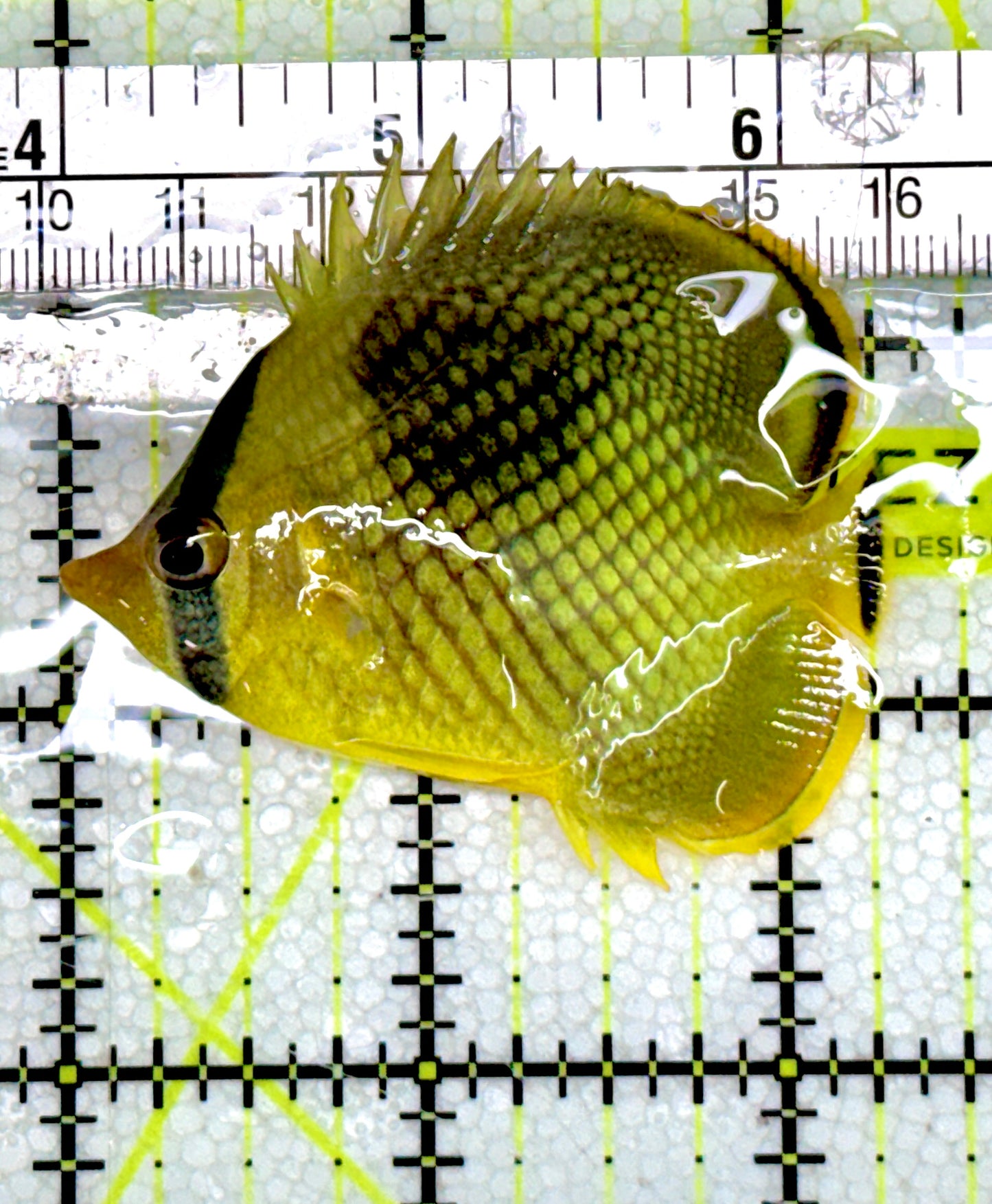 Raffle's Latticed Butterflyfish RLB060602 WYSIWYG Size: M 2.5"approx