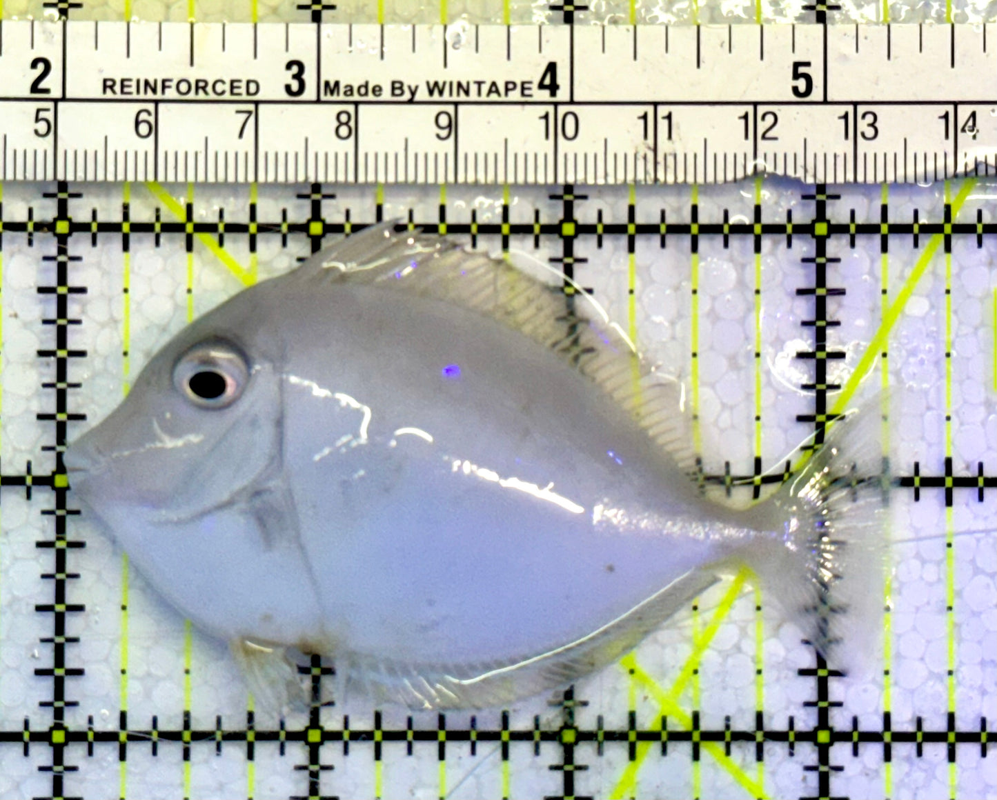 Unicorn Tang UT051605 WYSIWYG Size: M 3.25”