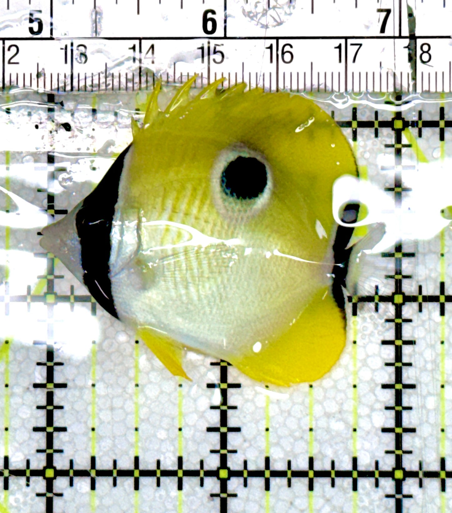 Teardrop Butterflyfish TB060601 WYSIWYG Size : M 2" approx