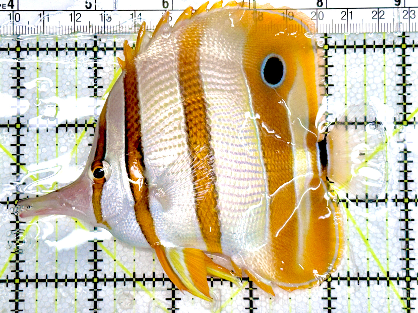 Copperband Butterflyfish CB060601 WYSIWYG Size: XL 4.75" approx