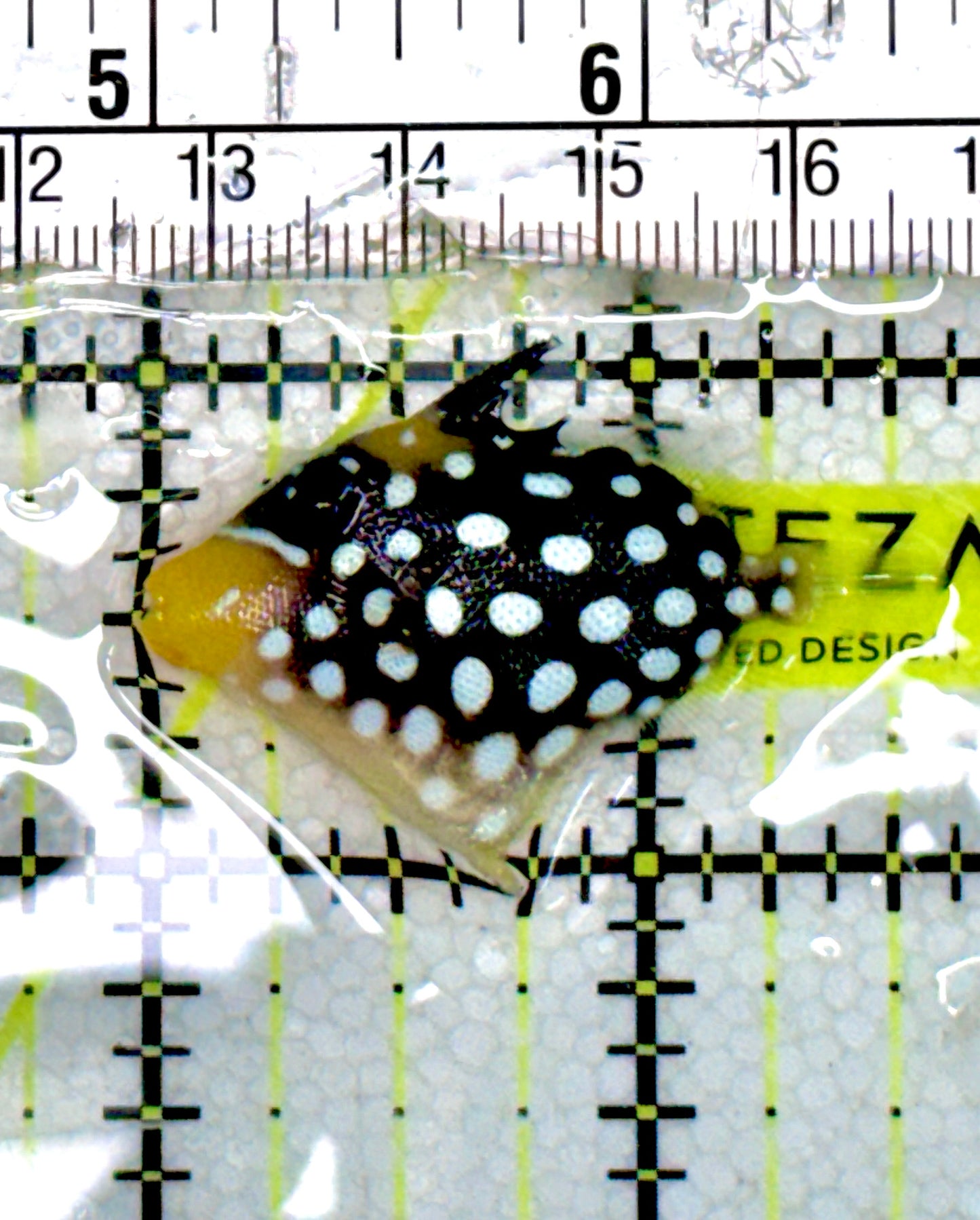 Clown Triggerfish CT060601 WYSIWYG Size: S 1.5" approx