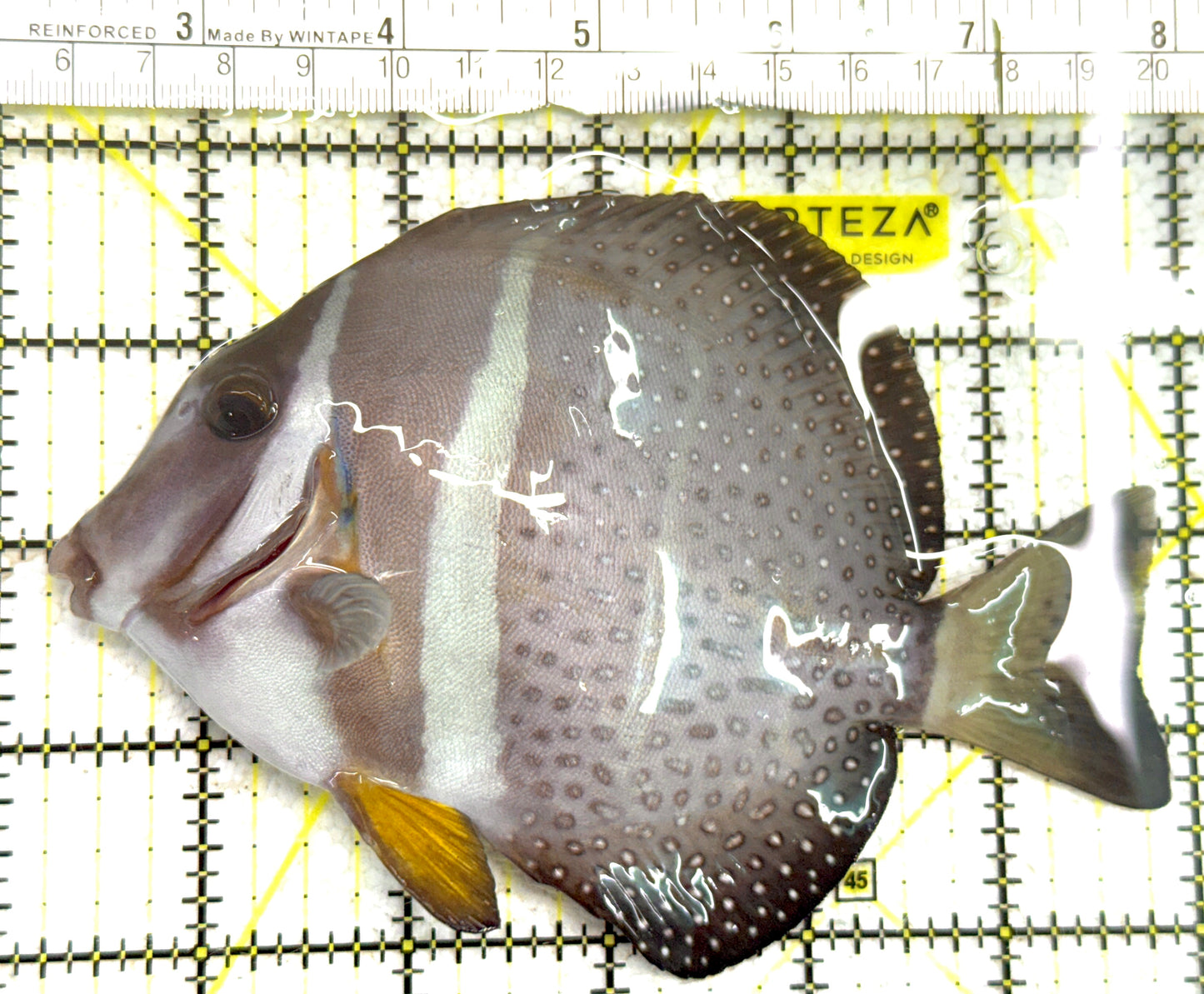 Mustard Guttatus Tang MGT061208 WYSIWYG Size: XL 5.75" approx