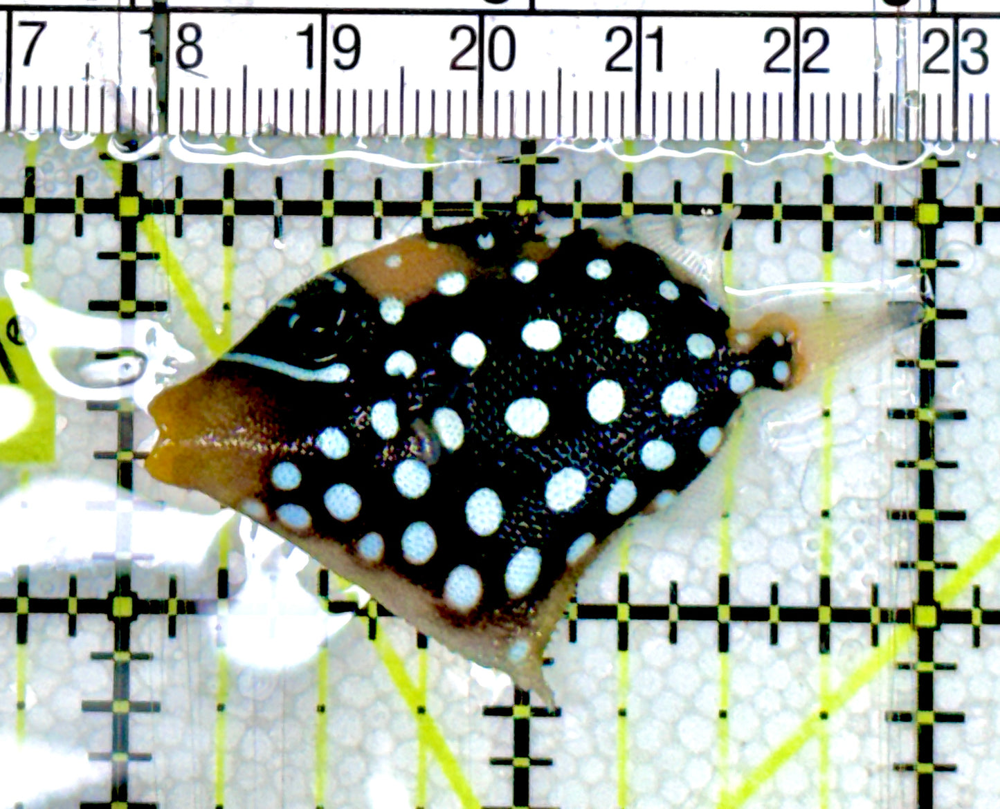 Clown Triggerfish CT060603 WYSIWYG Size: S 2" approx