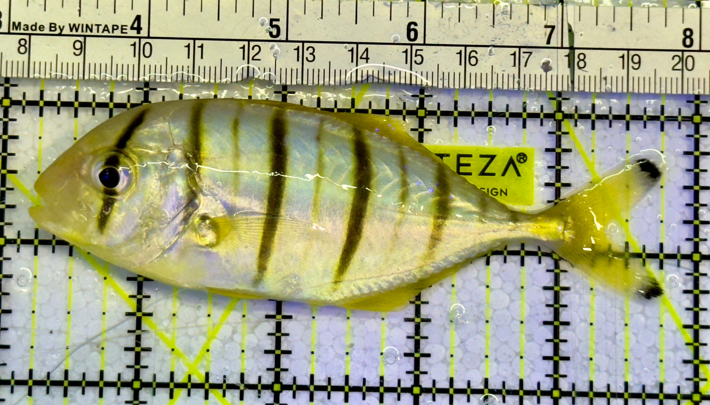 Gold Black Pilot Fish GBF051501 WYSIWYG Size: L 4.5"