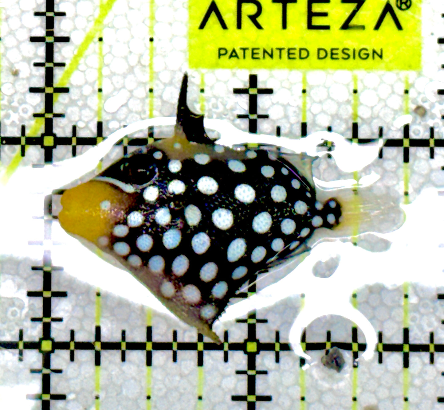 Clown Triggerfish CT060604 WYSIWYG Size: S 1.75" approx