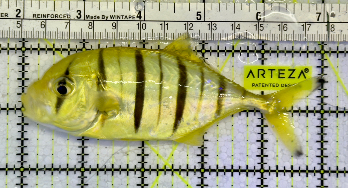 Gold Black Pilot Fish GBF051502 WYSIWYG Size: L 5"