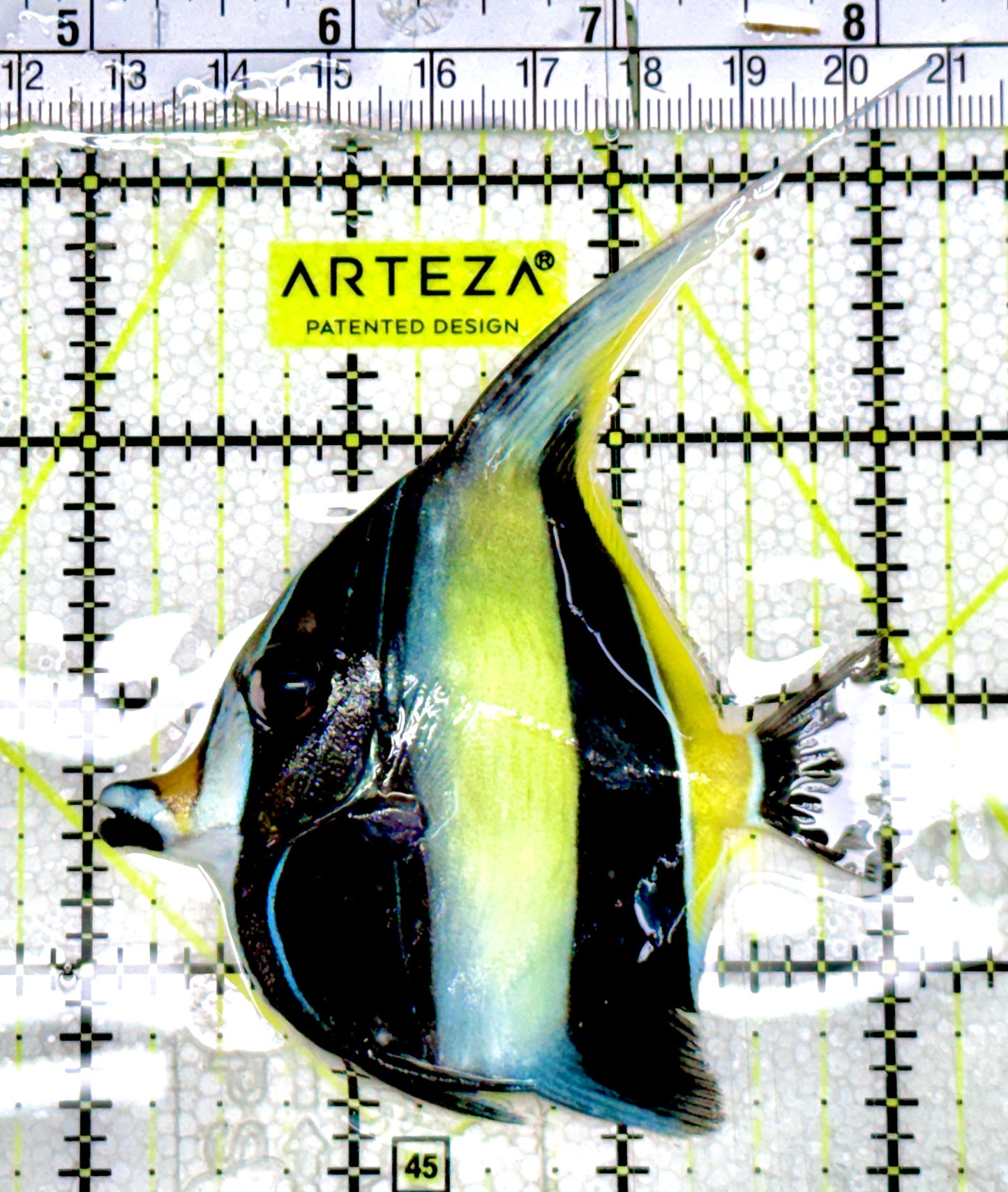 Moorish Idol MI060601 WYSIWYG Size: M 3"Approx