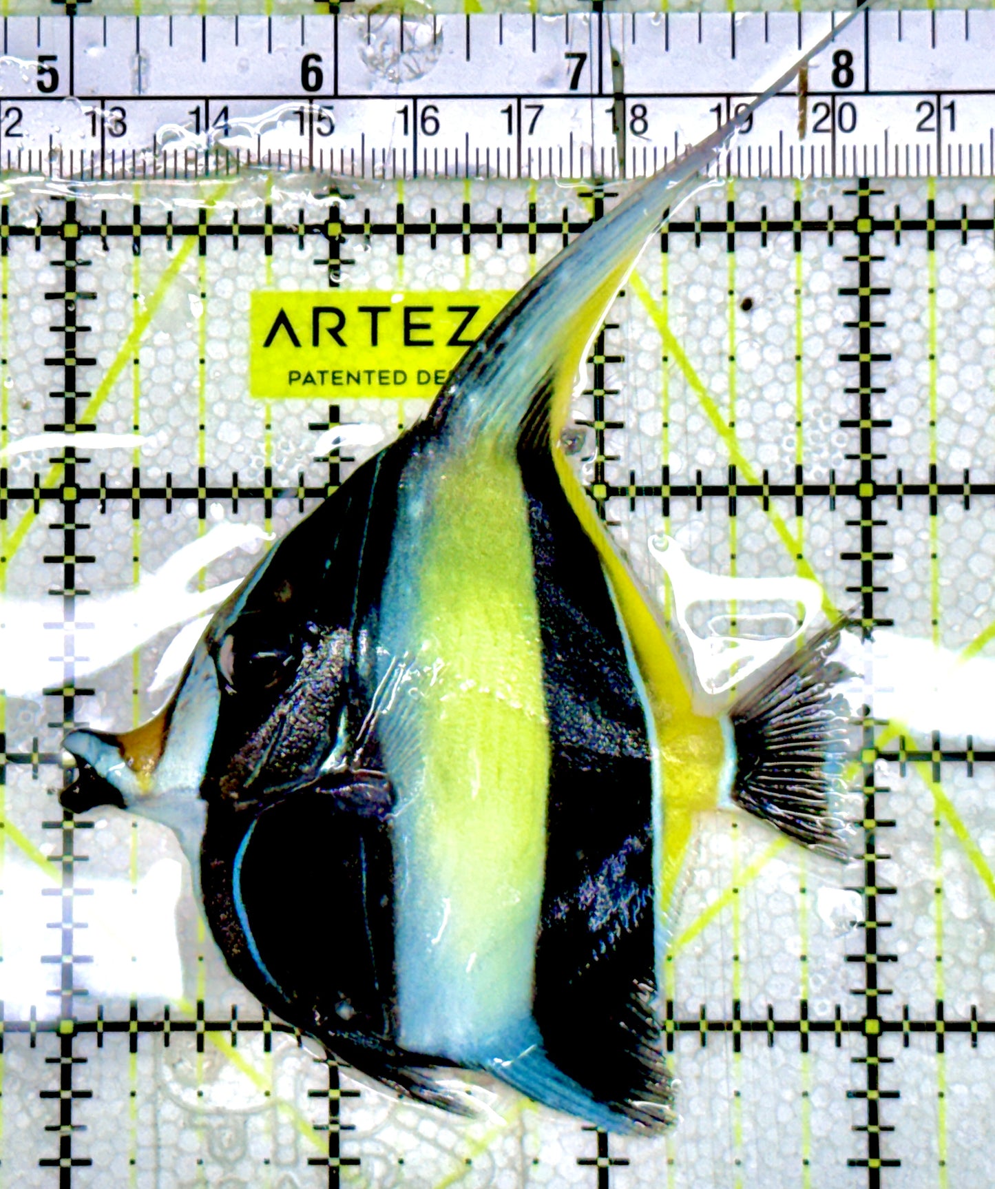 Moorish Idol MI060602 WYSIWYG Size: M 3"Approx