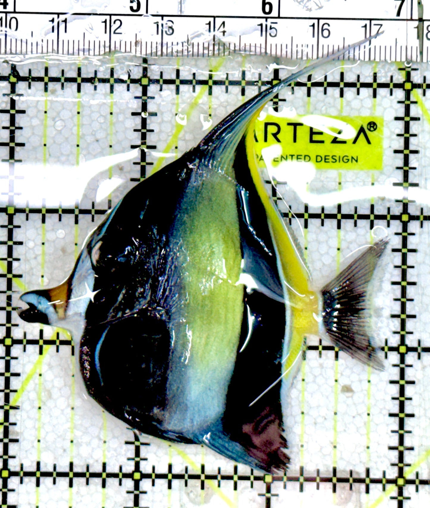 Moorish Idol MI060604 WYSIWYG Size: M 3"Approx