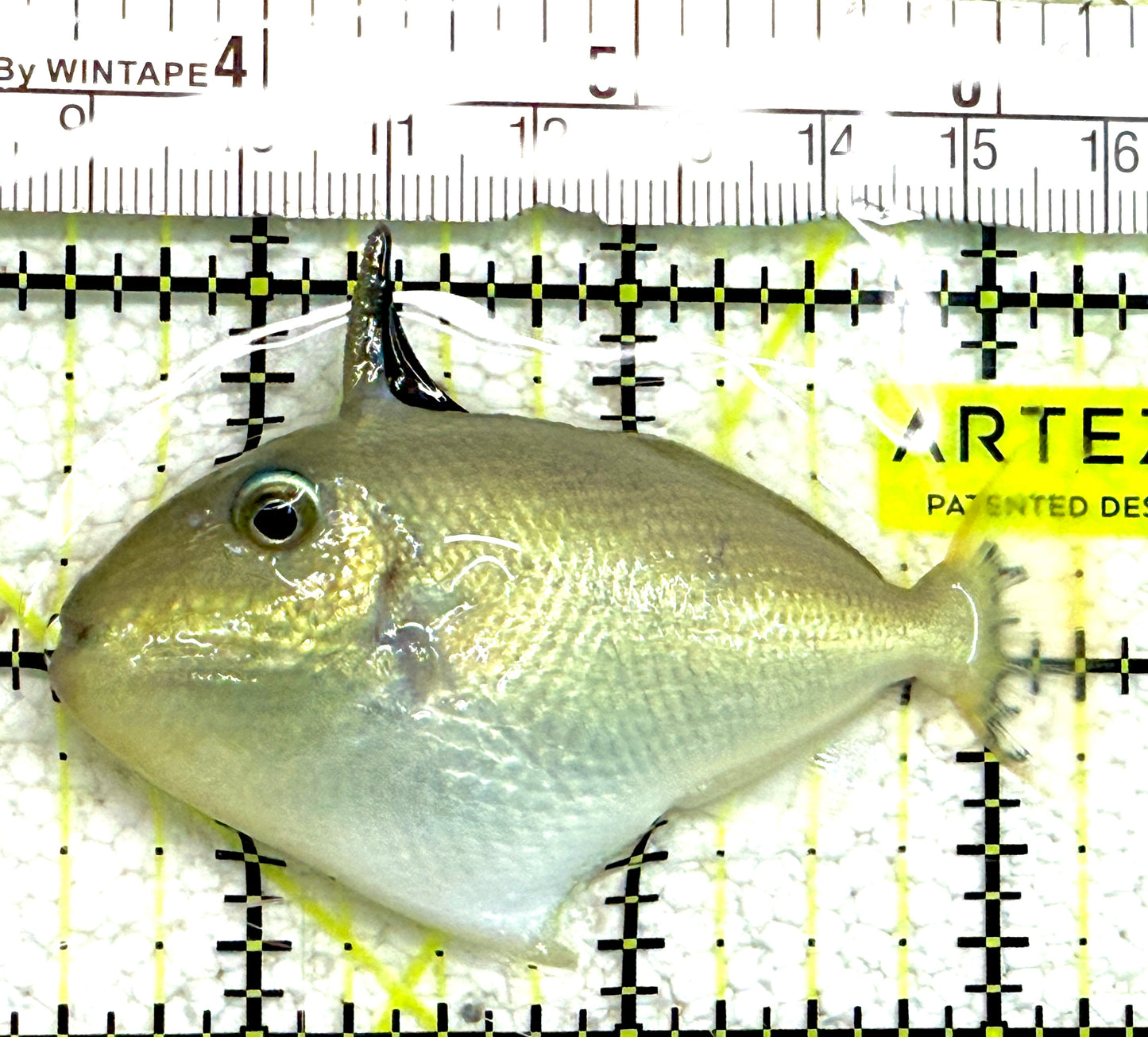 Goldenback Triggerfish (Juvenile) GT061201 WYSIWYG Size: M 3" approx