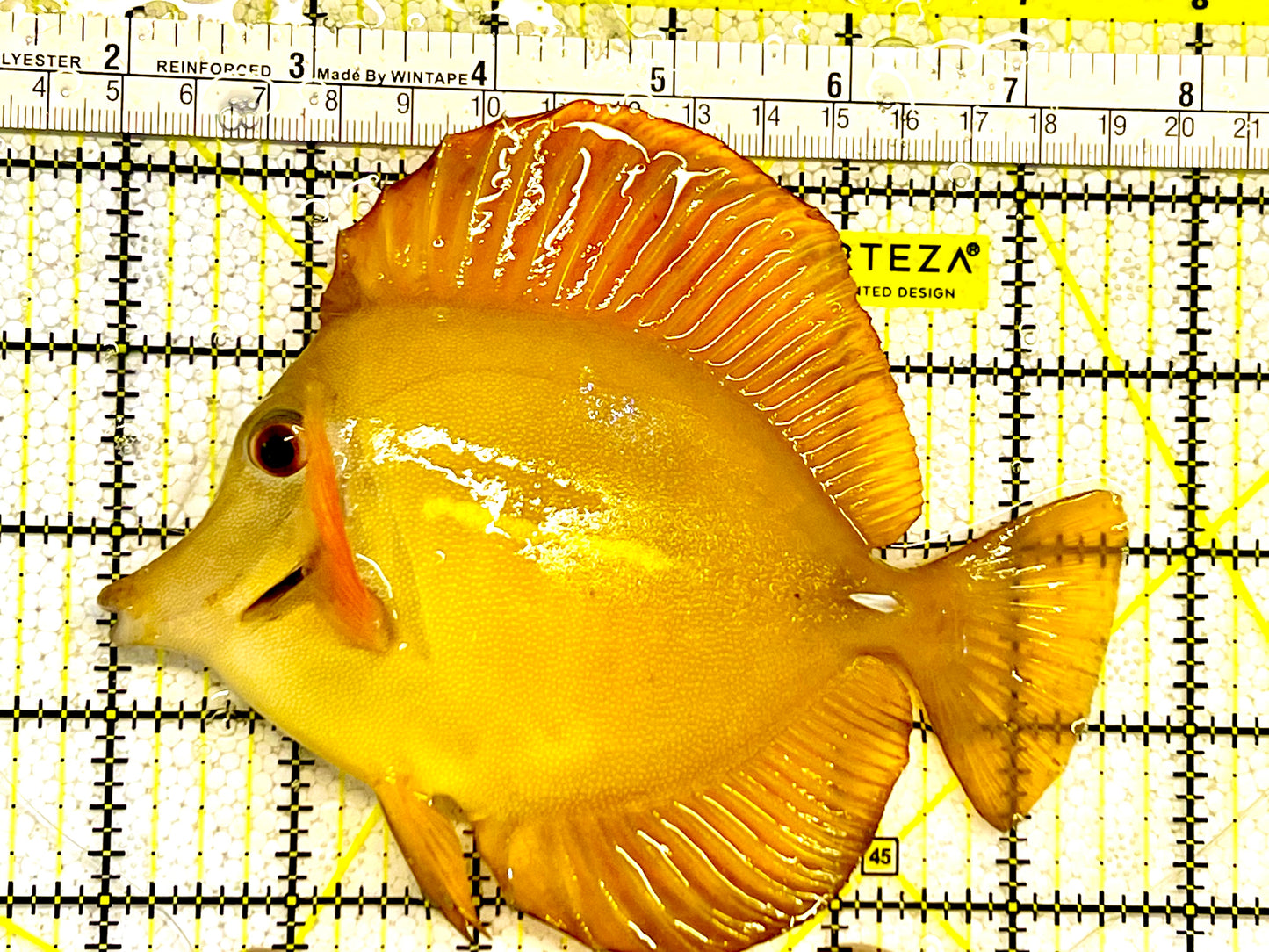 Rare Hybrid Hawaiian Tang Size: L 4" to 5" - Violet Aquarium