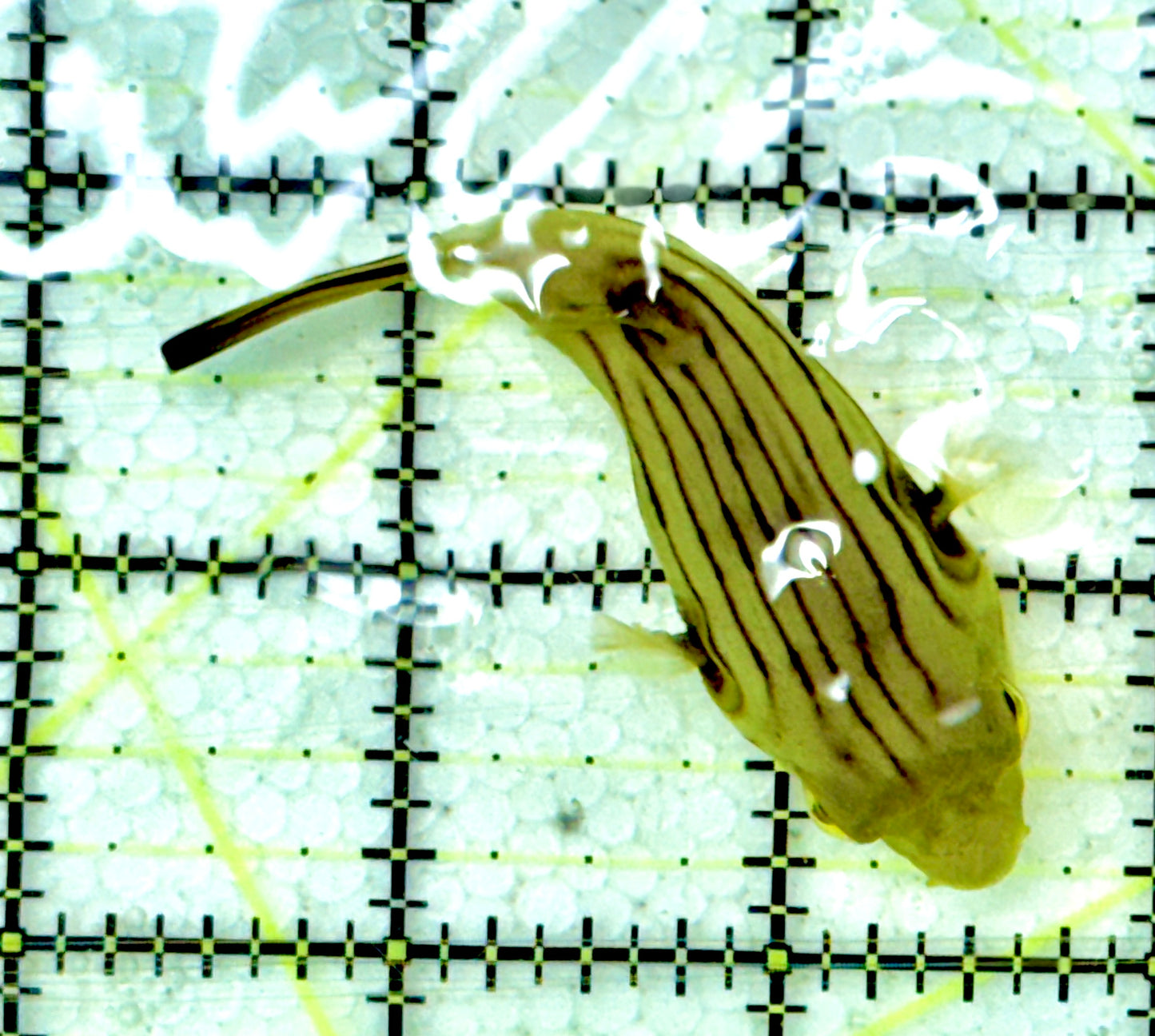 Manila Lined Pufferfish MLP060601 WYSIWYG Size: S 3" approx