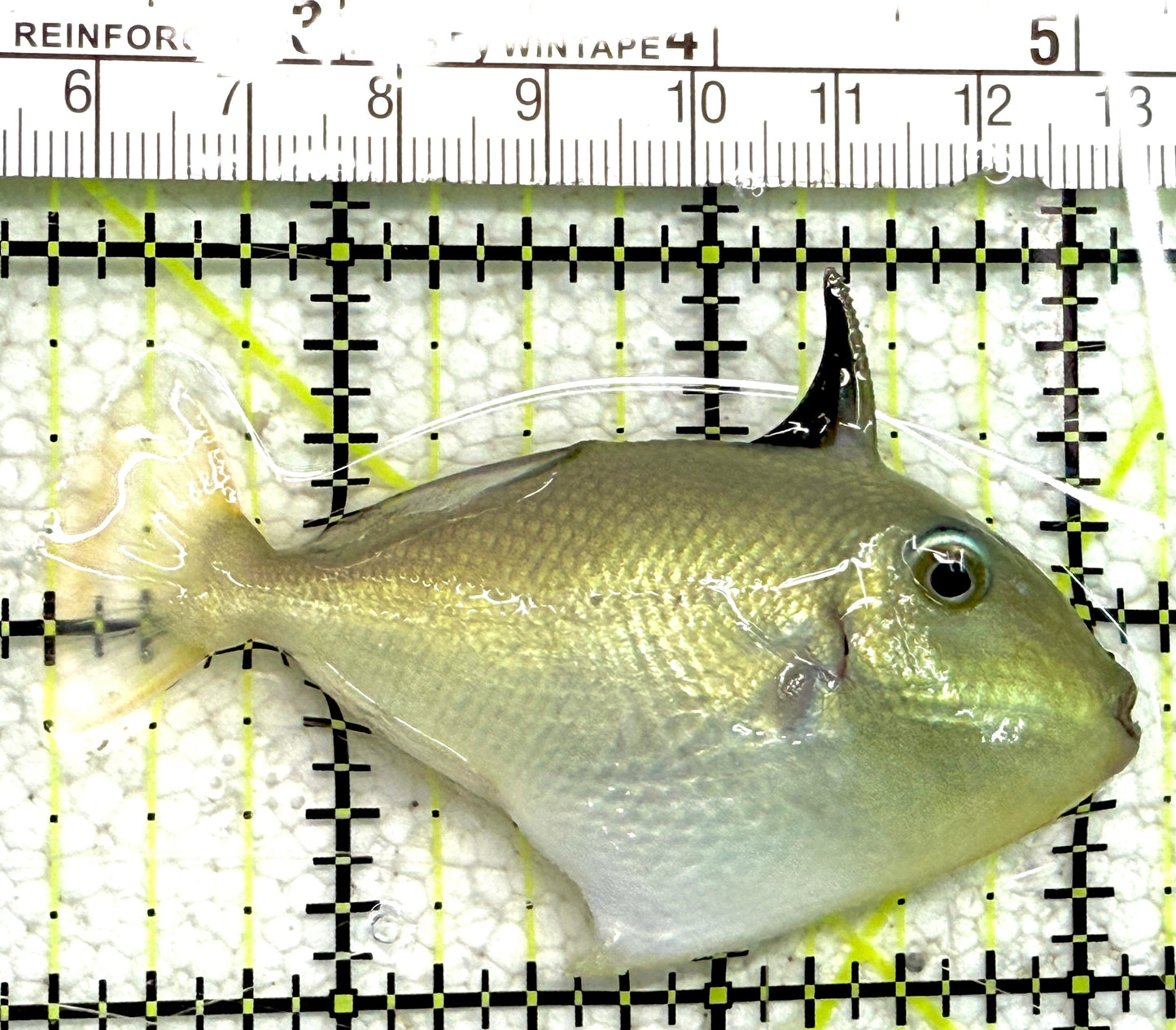 Goldenback Triggerfish (Juvenile) GT061201 WYSIWYG Size: M 3" approx