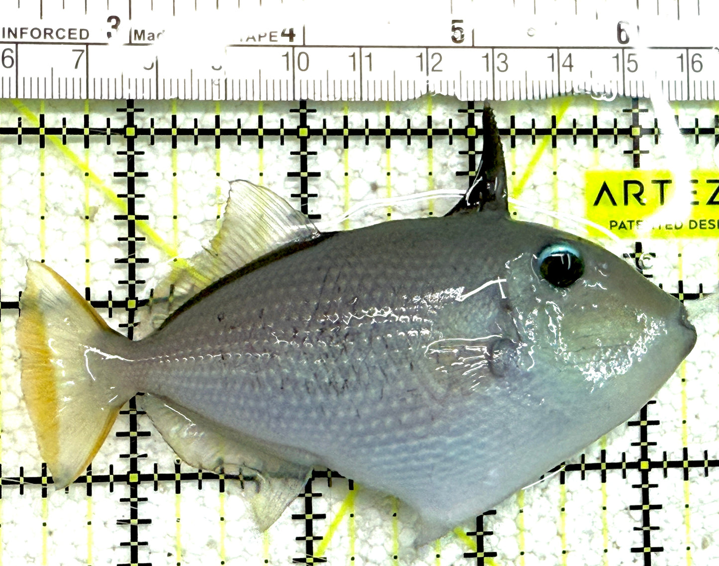 Female Blue Throat Triggerfish (Reefsafe) FBTT061201 WYSIWYG Size: M 4" approx