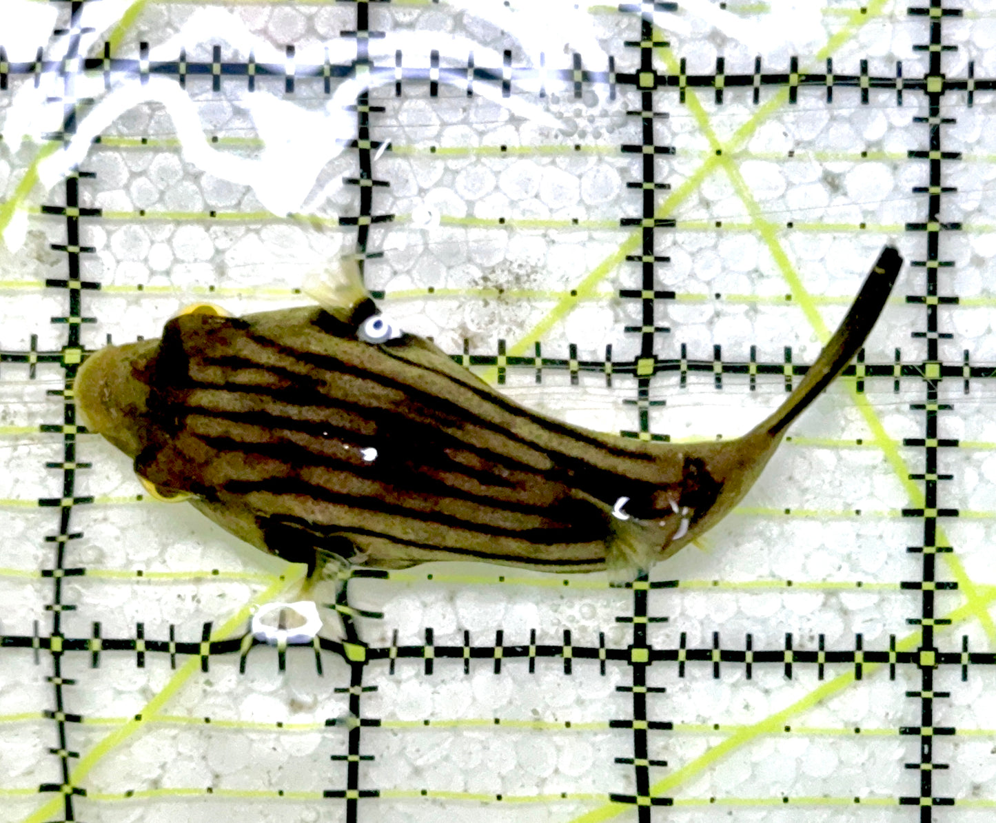 Manila Lined Pufferfish MLP060602 WYSIWYG Size: M 3.25"approx
