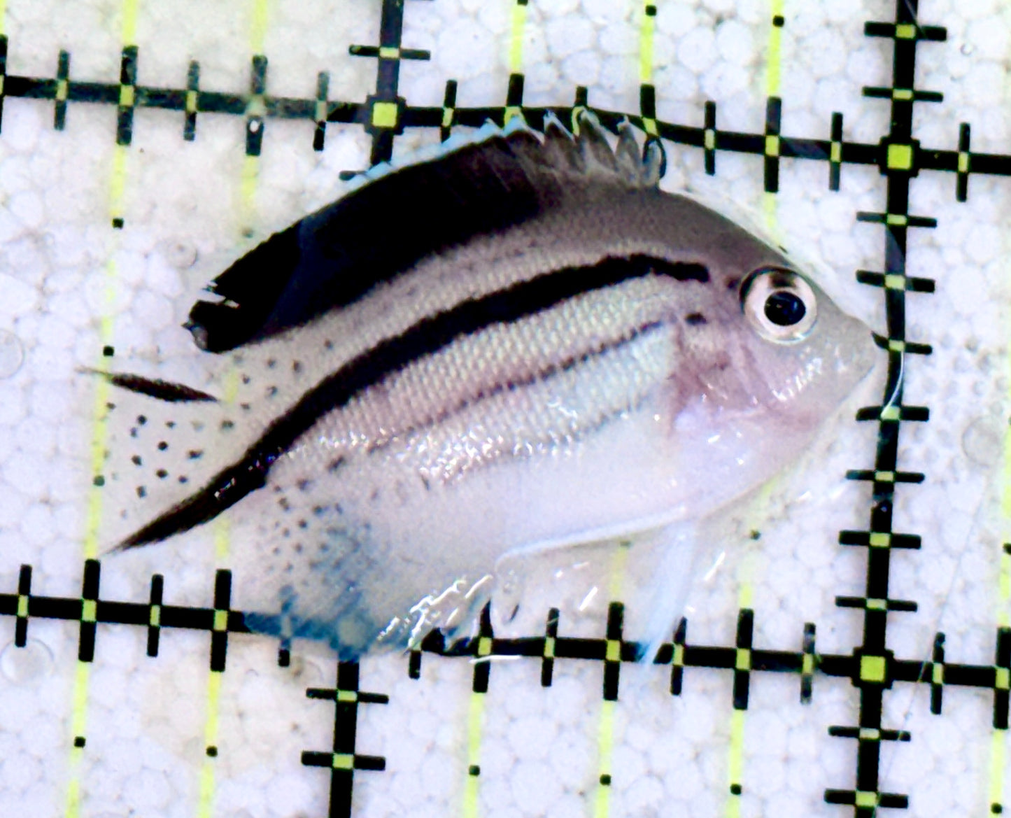 Lamarck Angelfish Female LAF060601 WYSIWYG Size: S 1.5"