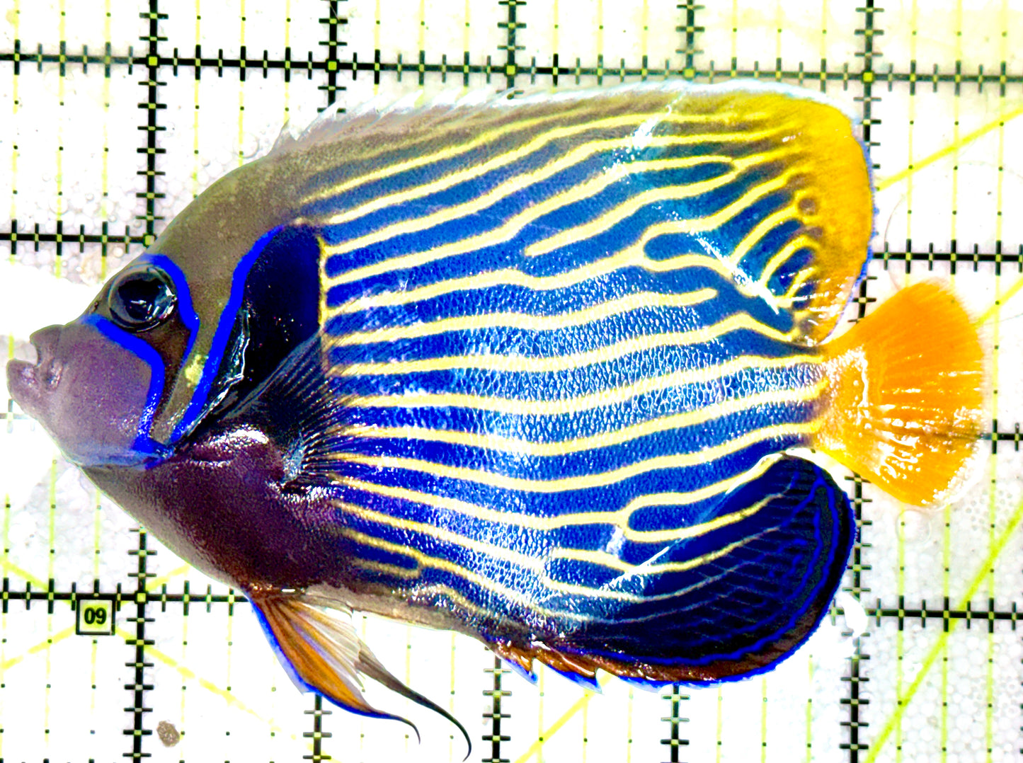 Emperor Angelfish Adult EAA060601 WYSIWYG Size: L 5.5"