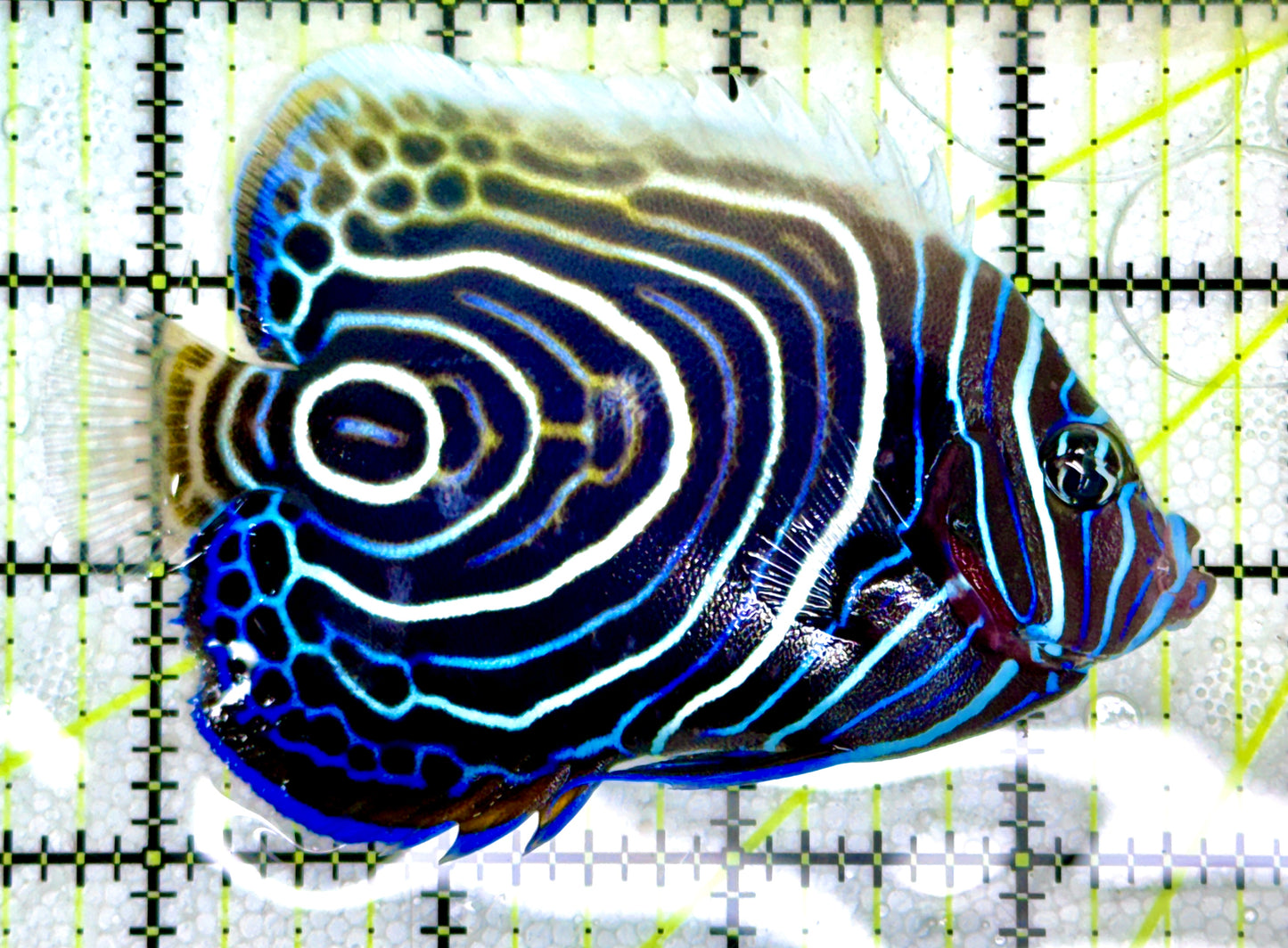 Emperor Angelfish Juvenile EAJ060602 WYSIWYG Size: L 4"