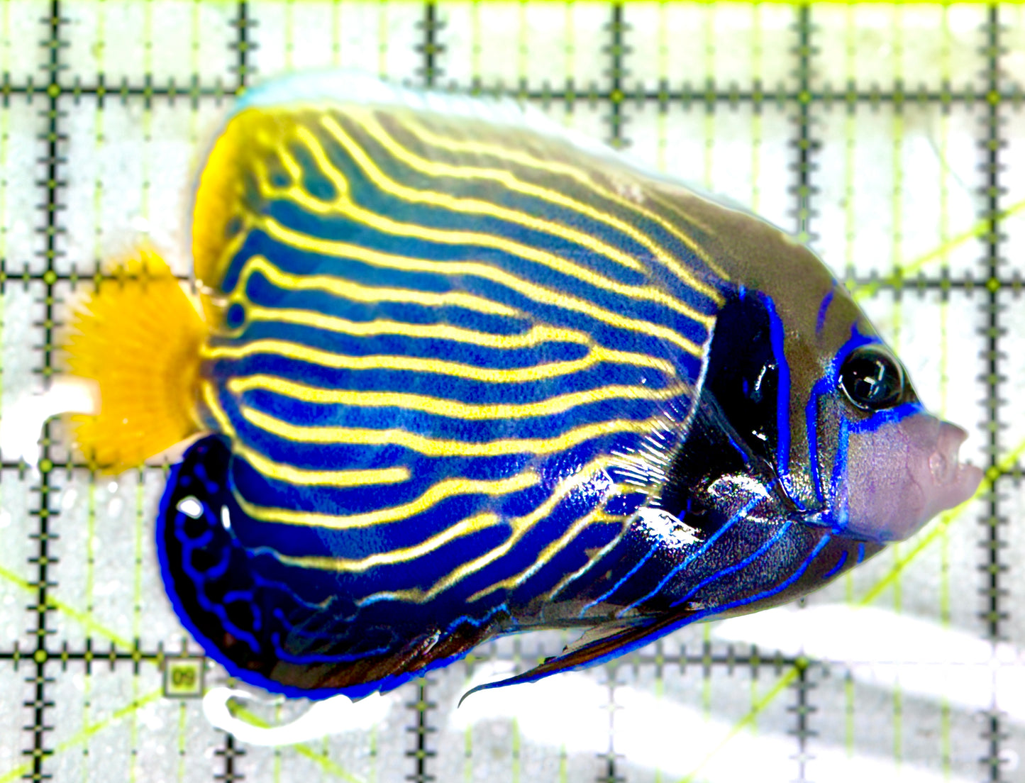 Emperor Angelfish Adult EAA060602 WYSIWYG Size: ML 5"